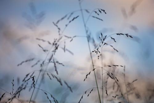 White;Weather;Silhouette;Clouds;Patterns;Blue;Sky;Abstract;Textures;Grass Seed Head;Grass;Williamson County;Abstracts;Cloud Formation;Abstraction;Cloud