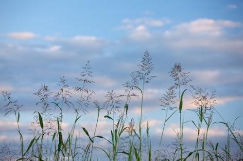 Williamson County;Blue;Grass;Grass Seed Head;Cloud Formation;Cloud;Clouds;Sky;Weather