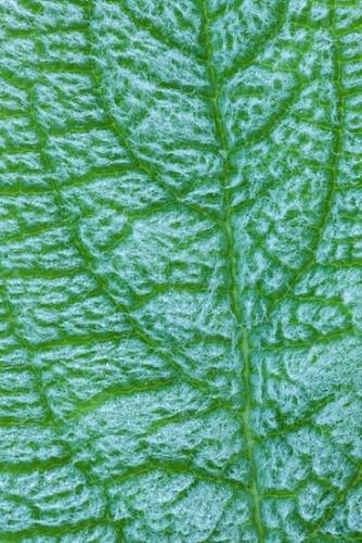 Abstraction;Abstract;Botany;Plant;Dew;Plants;Wet;Green;Dewy;drops;Leaf;Droplet;Drop;Close-up;Vertical;drop;Foliage;Water;Damp;dewy;Moisture;Abstracts;droplet;Patterns;Vein;Textures;Veins;dew;Botanical