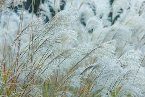 Foliage;Patterns;White;Botanical;Plant;Clinch River;Botanicals;Grass;Seed Head;Flora;Green;Plants;Gold;Kyles Ford;Abstract;Tennessee;Textures;Yellow