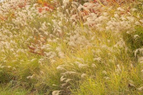 plants;Grass Seed Head;botanical;Kyles Ford;Red;shrub;flora;Tennessee;Green;botany;Grass;Clinch River;botanicals;Autumn;Yellow;herbage;plant;greenery;vegetation;Fall;herb;Brown
