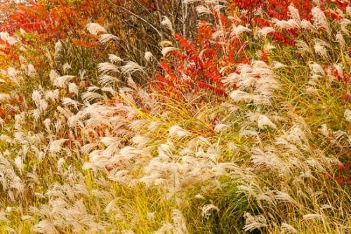 Abstract;Abstraction;Autumn;Botannicals;Clinch River;Couchville Cedar Glade State Natural Area;Fall;Gold;Grass Seed Head;Kyles Ford;Oneness;Orange;Pattern;Plant;Red;Summer;Tan;Tennessee;United States;Yellow;botanical