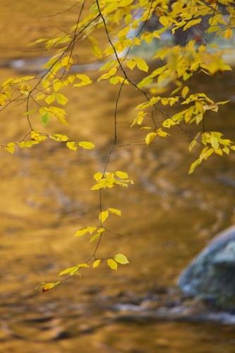 river;Botanical;Season;Boulder;Rocks;reflections;Sunlight;flowing;Fall;Stone;Stream;Leaves;Vegetation;Great Smoky Mountains National Park;Gold;Gray;Sunlit;Plant;Tennessee;Plants;Flora;water;Boulders;Autumn;Botanicals
