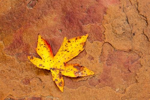 Alabama;Autumn;Botanical;Boulder;Boulders;Close-up;Fall;Fallen;Fallen Leaves;Flowers & Plants;Fort Payne;Geological;Geology;Leaf;Little River Canyon;Little River Canyon National Preserve;Macro;Modern;Nature;Pastoral;Rock;Rock Face;Rock formations;Rocks;Rocky;Stone;United States;Vein;Veins;Wabi Sabi;Warm Colors;Warm Palette;Warm Tones;Yellow;color;foliage;oneness;orange;peaceful;red;serene;soothing;tranquil;yellow;zen