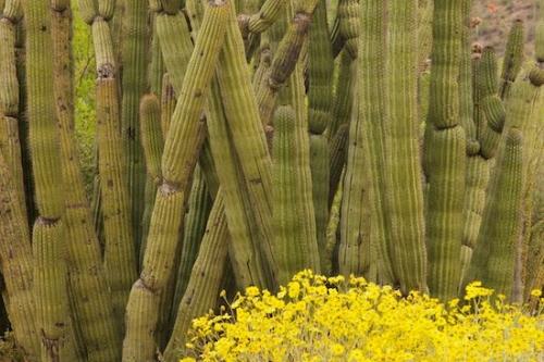 Flora;Abstracts;Green;Patterns;Bloom;Botanical;Plant;shapes;Textures;floral;Yellow;Abstract;Flowers;Cactus;Blossom;Abstraction;Flowering;Flower;Arizona