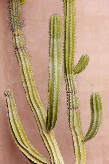 botany;Brown;Cacti;botanical;Abstract;Abstractions;Tan;Textures;plant;plants;Cactus;vegetation;herbage;Shapes;greenery;Arizona;flora;shrub;botanicals;Patterns;Green;herb