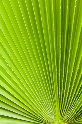 Abstract;Abstractions;Arizona;Botanical;Cactus;Herb;Patterns;Shrub;Stock categories;Textures;botanicals;botany;flora;green;greenery;herbage;plant;plants;shapes;vegetation