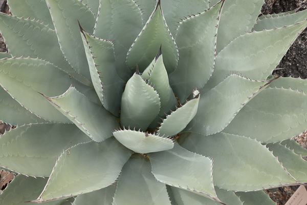 Abstract;Abstraction;Agave;Aqua;Arizona;Calm;Close-up;Floral;Healing;Health care;Healthcare;Line;Minimalism;Nature;Pastoral;Shape;desert;green;landscape;oneness;pattern;peaceful;restful;serene;soothing;texture;tranquil;zen