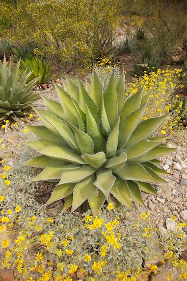 greenery;plant;SUCCULENT;Cacti;Cactus;Tan;botanical;vegetation;Yellow;botanicals;botany;plants;Arizona;flora;Desert;shrub;Green;Agave;Arid;Succulent;herb;herbage