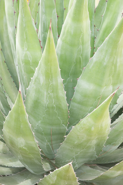 Abstract;Abstraction;Agave;Aqua;Arizona;Calm;Close-up;Floral;Healing;Health care;Healthcare;Line;Minimalism;Nature;Pastoral;Shape;desert;green;landscape;oneness;pattern;peaceful;restful;serene;soothing;texture;tranquil;zen