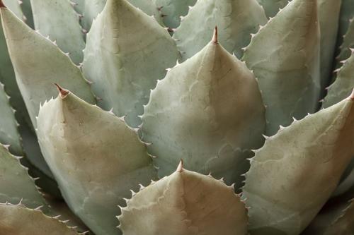 Abstract;Abstraction;Agave;Arizona;Botanical;Calm;Close-up;Healing;Line;Macro;Nature;Pastoral;Shape;Wabi Sabi;cactus;green;oneness;pattern;peaceful;plant;plants;restful;serene;soothing;texture;tranquil;vegetation;zen