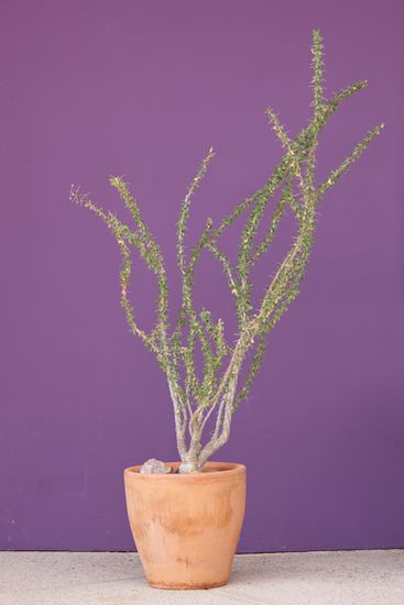Ocotillo;botany;Purple;plants;vegetation;botanical;plant;greenery;shrub;Tan;flora;herb;Orange;Plants;Fouquieria splendens;botanicals;Green;herbage;Arizona;Red