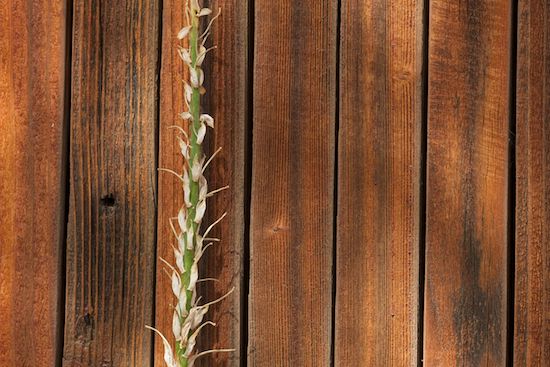 Green;shrub;Tan;Boards;plant;flora;vegetation;Brown;greenery;herb;herbage;botanicals;botany;Arizona;plants;Wall;botanical