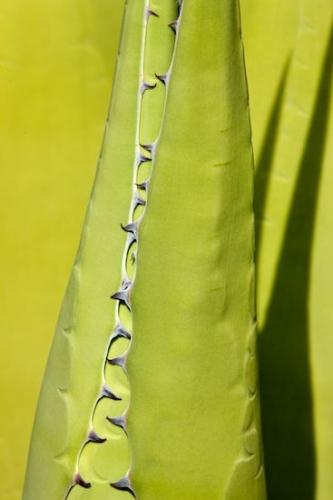herb;vegetation;botanicals;shrub;plants;flora;Succulent;Close-up;botanical;Arizona;greenery;Green;plant;Agave;herbage;botany