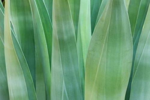 herb;shrub;Succulent;Aqua;Arizona;plant;botany;Agave;plants;Green;greenery;botanicals;flora;herbage;vegetation;botanical