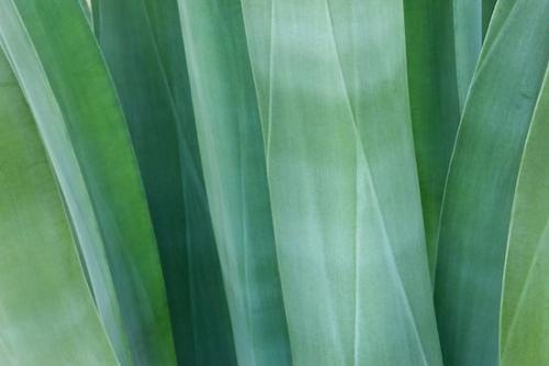 botanical;Arizona;Aqua;greenery;shrub;Green;botany;plants;Succulent;flora;Agave;herbage;botanicals;herb;plant;vegetation