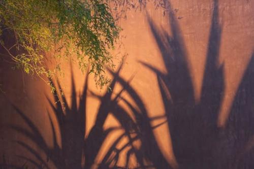 Abstract;Abstraction;Agave;Arizona;Botannicals;Brown;Green;Leaf;Leaves;Line;Oneness;Orange;Oriental;Pastoral;Pattern;Peaceful;Plant;Red;Shape;Silhouette;Texture;Wabi Sabi;botanical;zen