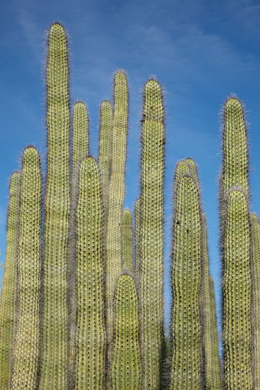 Abstractions;Desert;Textures;Patterns;Sky;Arizona;Shapes;Cactus;Green;Abstract;Blue