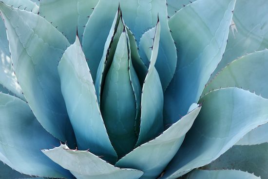 Cacti;Patterns;Abstract;Green;Aqua;Abstractions;Agave;flora;Shapes;SUCCULENT;plant;Arizona;Succulent;Textures;vegetation;herbage;shrub;botany;botanical;herb;plants;Cactus;botanicals;greenery
