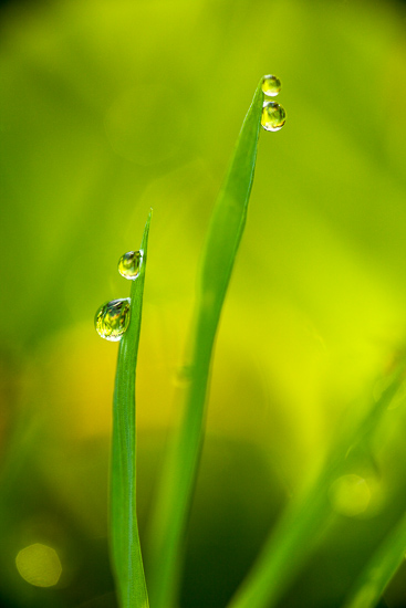 Dew;Water;damp;dewy;drop;droplet;grass;green;moisture;wet