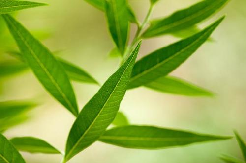 Close-up;Green;Leaf;Leaves;Oneness;Plant;Plants;Shrub;botanical;botanicals;botany;flora;greenery;herb;herbage;vegetation;zen