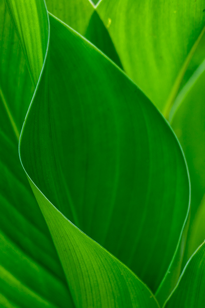 Abstract;Abstraction;Blossom;Blossoms;Botanical;Close-up;Flora;Floweret;Flowering;Flowers;Flowers & Plants;Leaf;Line;Macro;Minimalism;Nature;Pastoral;Plant;Shape;bloom;botanicals;botany;flora;floral;flower;foliage;green;leaves;oneness;pattern;peaceful;plants;zen