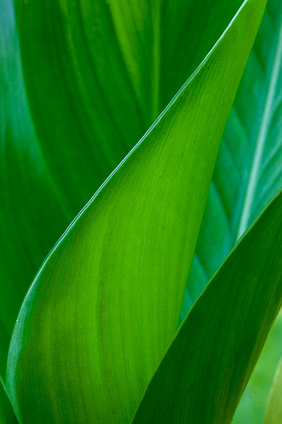 Abstract;Abstraction;Blossom;Blossoms;Botanical;Close-up;Flora;Floweret;Flowering;Flowers;Flowers & Plants;Leaf;Line;Macro;Minimalism;Nature;Pastoral;Plant;Shape;bloom;botanicals;botany;flora;floral;flower;foliage;green;leaves;oneness;pattern;peaceful;plants;zen