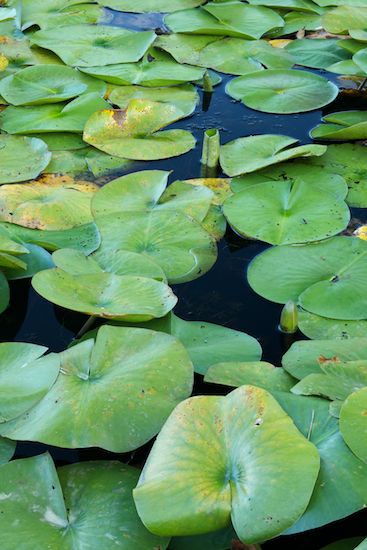 shrub;herbage;botanicals;vegetation;plant;flora;botany;Lily Pads;Green;plants;greenery;botanical;Lily Pad;herb