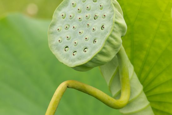 vegetation;shrub;plants;plant;herbage;herb;greenery;Water Lotus;Green;flora;botany;botanicals;botanical