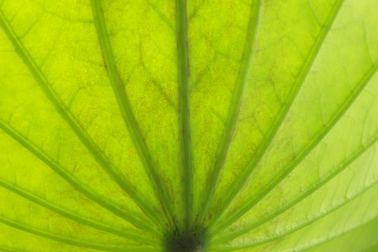 vegetation;Abstract;Textures;shrub;plants;botanical;greenery;herb;Patterns;herbage;plant;Shapes;botanicals;Abstractions;Green;Water Lotus;flora;botany