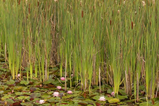 Flower;plant;plants;Blossom;shrub;Water Lily;Lily Pads;Petal;Petals;Brown;greenery;botanicals;Cattails;Floret;herb;Bloom;Stamen;Flowers;Pistil;Floweret;botanical;vegetation;Blossoms;herbage;Green;flora;Flowering;Pink;botany