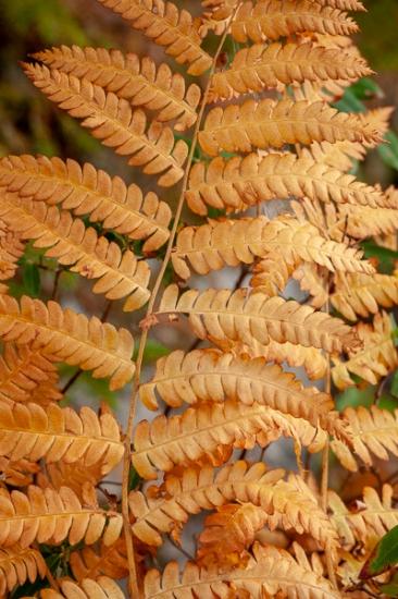 Abstract;Abstraction;Autumn;Botanical;Calm;Close-up;Fall;Flowers & Plants;Gold;Healing;Leaf;Macro;Nature;New England;New Hampshire;Pastoral;Tan;Veins;Wabi Sabi;Yellow;botanicals;fern;foliage;green;leaves;oneness;orange;pattern;peaceful;plant;restful;serene;soothing;texture;tranquil;vegetation;zen