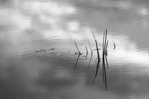 water;Abstract;Vermont;Sky;Silhouette;lake;reflections;reflection;Botanicals;Mirror;Blue;Abstracts;New England;Patterns;Outdoor;Plants;Flora;pond;Abstraction;Plant;Botanical;Black and White