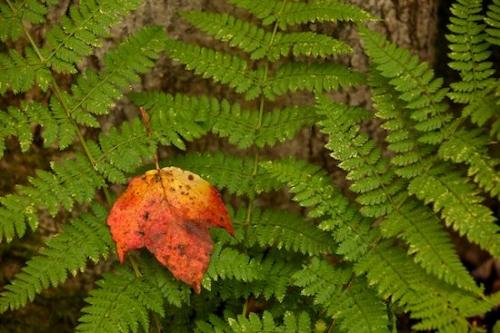 Leaf;New England;Fern;Close-up;Peaceful;Wabi Sabi;Plant;Vermont;Botanical;Flora;Leaves;Botanicals;Greenery;Plants;Ferns;Foliage;Vegetation