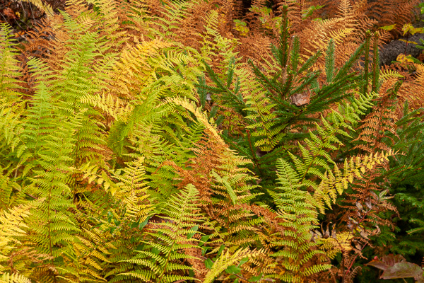 Abstract;Autumn;Botanical;Calm;Fall;Fallen;Fallen Leaves;Ferns;Gold;Healing;Horizontal;Leaf;Line;Macro;Nature;New England;Pastoral;Plant;Tan;United States;Vermont;Wabi Sabi;Yellow;botanicals;fern;foliage;green;leaves;oneness;pattern;peaceful;plants;restful;serene;soothing;texture;tranquil;vegetation;zen