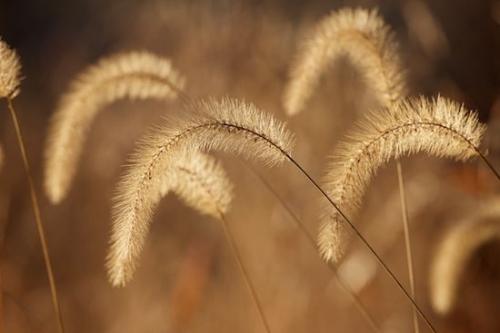 Vegetation;Botanical;Grass;Plants;Botanicals;Seed Heads;Brown;Tan