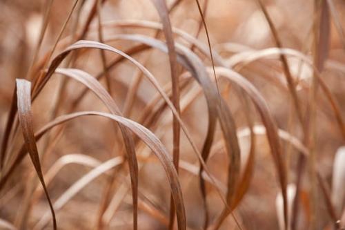 Abstract;Abstraction;Alabama;Botannicals;Brown;Close-up;Fort Payne;Gold;Grass;Leaf;Leaves;Line;Little River Canyon National Preserve;Oneness;Orange;Pattern;Plant;Shape;Sunlit;Tan;United States;Wabi Sabi;botanical;zen