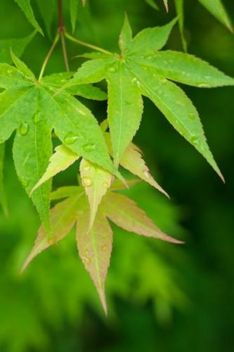 Leaf;Green;Spring;Japanese Maple;Leaves;Close-up;Springtime;Rain;raindrops