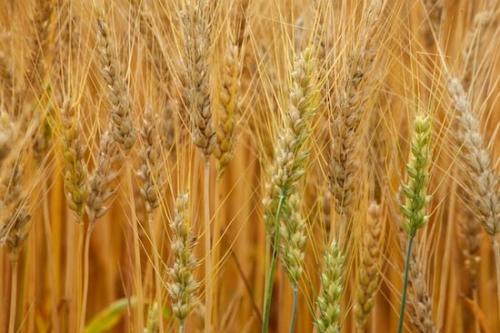 Gold;Grass;Wheat;Fields;Agriculture;Seed Head;Tan;Wheat Field;Farming;Agricultural;Farm;Brown;Field;Green;Yellow