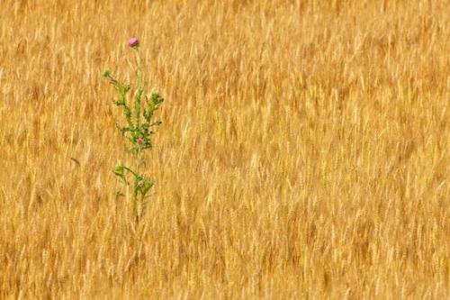 Textures;Fields;Field;Farming;Gold;Abstraction;Grass;Agricultural;Wheat;Seed Headshot;Agriculture;Abstract;Abstracts;Brown;Thistle;Yellow;Wheat Field;Farm;Patterns;Tan