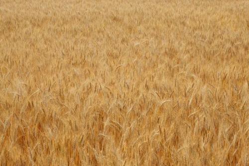 Farming;Wheat;Agricultural;Yellow;Fields;Wheat Field;Seed Headshot;Gold;Field;Grass;Farm;Seed Head;Brown;Tan;Agriculture