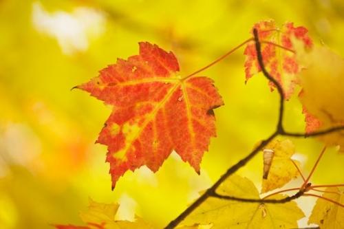 Maple Leaf;Michigan;Orange;Fall;Upper Peninsular;branches;leaves;Wabi Sabi;Yellow;Foliage;Leaf;Red;Great Lakes;Autumn;Maple