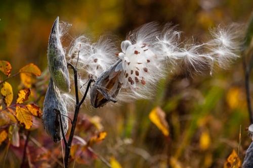 Great Lakes;Leaf;Michigan;Milkweed;Plant;Seed;Seed Head;Seed Heads;Seed Pod;Seed Pods;United States;Upper Peninsular;botanical;botanicals