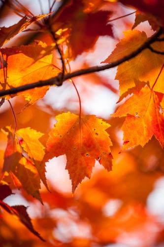 Autumn;Botanical;Branches;Calm;Fall;Fallen;Fallen Leaves;Gold;Great Lakes;Herbaceous;Leaf;Macro;Michigan;Nature;Tree;United States;Upper Peninsular;Veins;Wabi Sabi;Yellow;botanicals;branch;foliage;leaves;orange;peaceful;plant;red;serene;trees