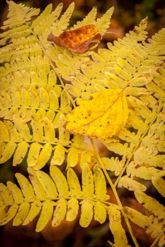 Abstract;Autumn;Close-up;Fall;Fallen;Fallen Leaves;Fern;Flowers & Plants;Foliage;Frond;Great Lakes;Healing;Health care;Healthcare;Leaf;Leaves;Macro;Michigan;Nature;Oneness;Pastoral;Peaceful;Plant;Plants;Stock categories;Textures;United States;Upper Peninsular;Veins;Vertical;Wabi Sabi;botanical;botanicals;calm;flora;restful;serene;soothing;tranquil;vegetation;zen