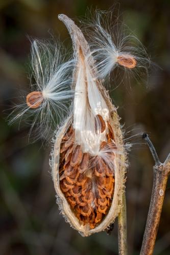 Autumn;Botanical;Brown;Calm;Close-up;Fall;Flowers & Plants;Gold;Great Lakes;Healing;Health care;Healthcare;Macro;Michigan;Milkweed;Milkweed Pod;Nature;Pastoral;Seasons;Seed;Seed Head;Seed Pod;Seeds;Tan;United States;Upper Peninsular;Wabi Sabi;Yellow;botanicals;oneness;orange;peaceful;plant;plants;restful;serene;soothing;tranquil;zen