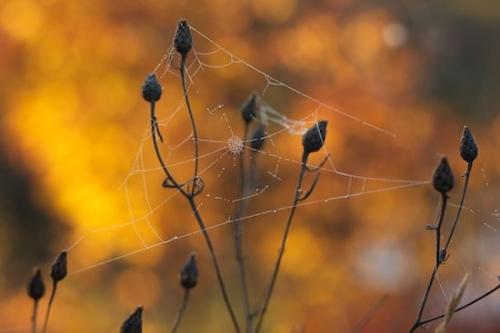 Seney National Wildlife Refuge;Web;Michigan;Drop;Water;Great Lakes;Dewy;Damp;Upper Peninsular;Droplet;Dew;Spider Web;Moisture;Wet