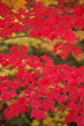 Tan;Red;Great Lakes;Maple Leaf;Pictured Rocks National Seashore;Fall;Upper Peninsular;Maple;Autumn;Michigan;Leaves;Seney National Wildlife Refuge;Green;Leaf