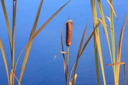 Blue;Brown;Cattails;Great Lakes;Green;Leaf;Leaves;Michigan;Plant;Plants;Seney National Wildlife Refuge;Tan;United States;Upper Peninsular;Water