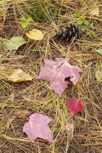 Maple;Green;Fall;Veins;Pink;Great Lakes;moss;Autumn;Upper Peninsular;Foliage;Pine;Vein;Red;Michigan;Leaves;Brown;Yellow;Leaf;Pine Cone;Pine Needles;Tan